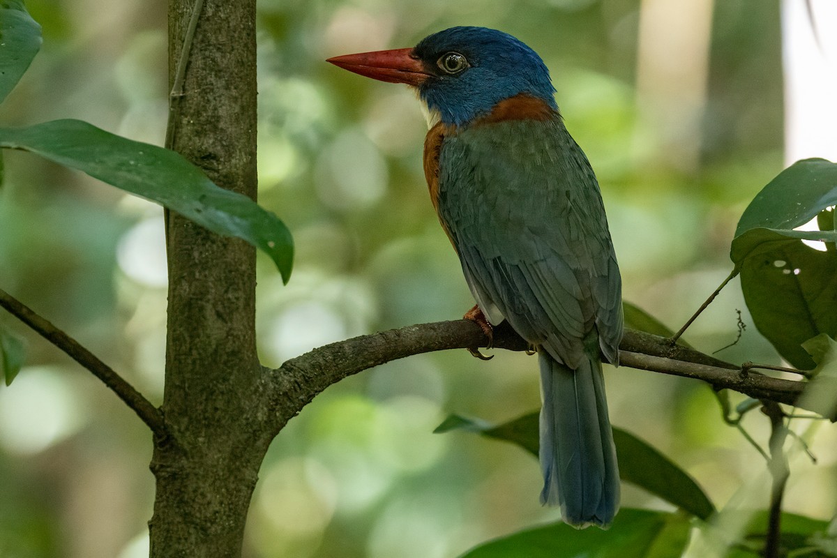 Green-backed Kingfisher (Blue-headed) - ML642006859