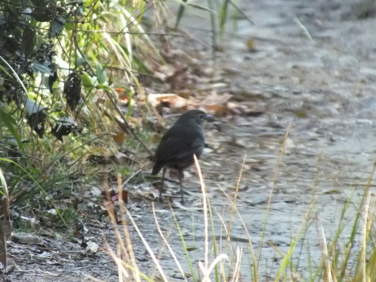 Santa Marta Antpitta - ML642006861