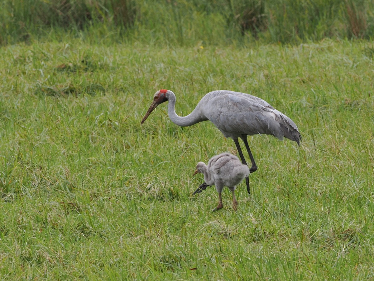 Brolga - ML642006862