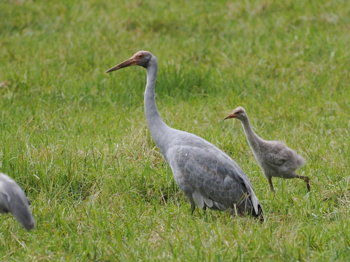 Brolga - ML642006863