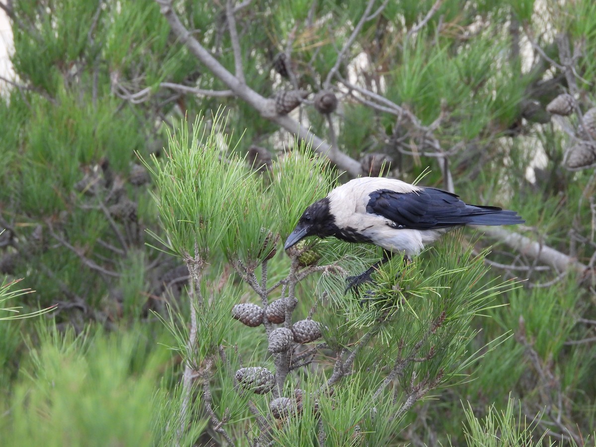 Hooded Crow - ML642006864