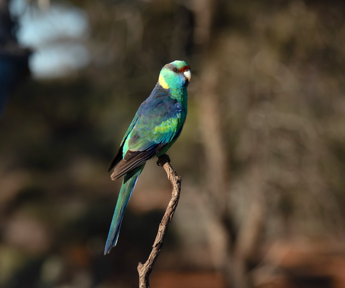 Australian Ringneck (Mallee) - ML642006865