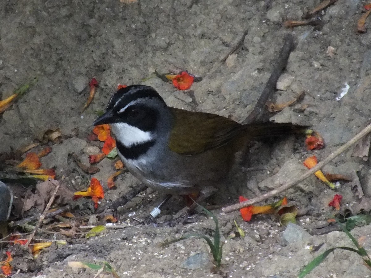 Sierra Nevada Brushfinch - ML642006866