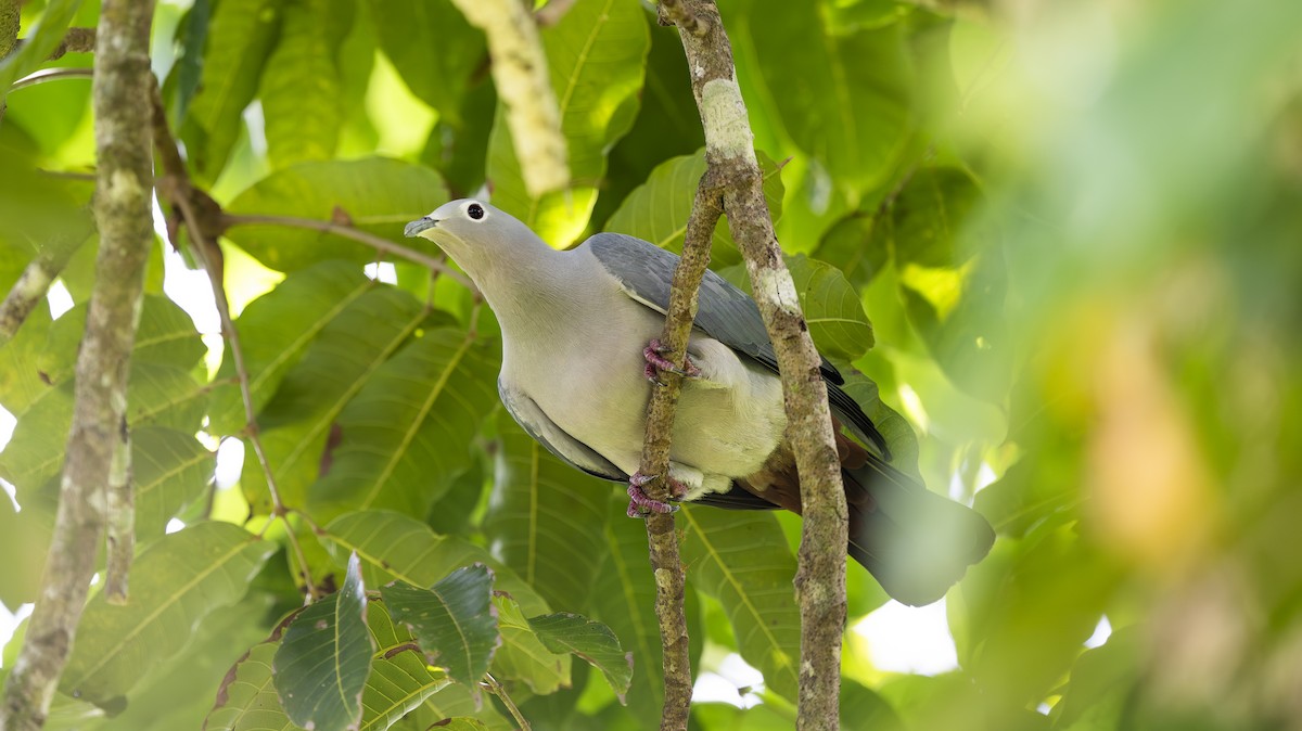 Island Imperial-Pigeon - ML642006869