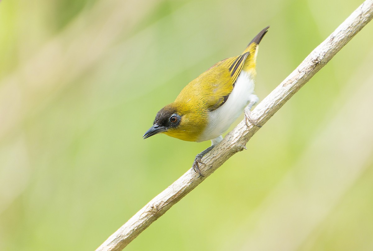 Togian White-eye - ML642006870