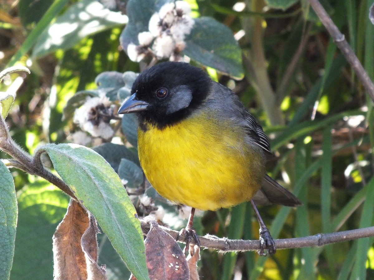Santa Marta Brushfinch - ML642006872
