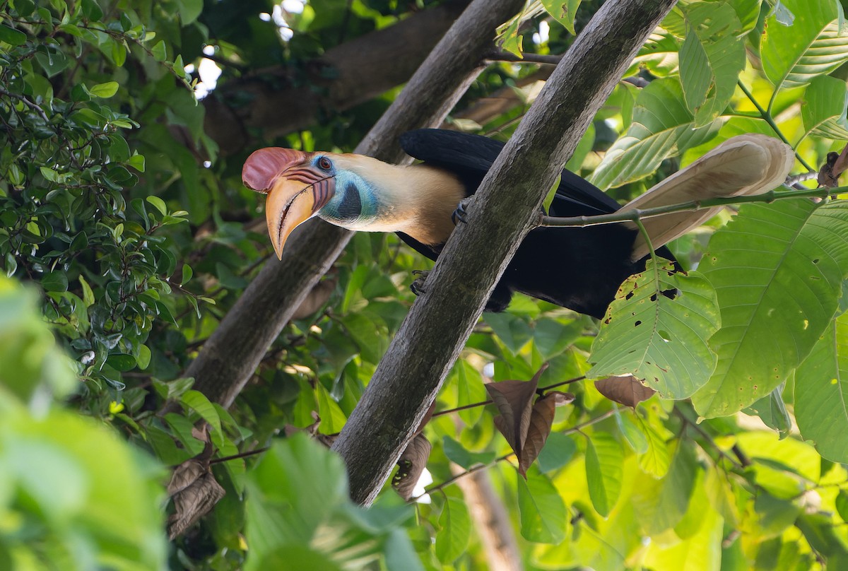 Knobbed Hornbill - ML642006874