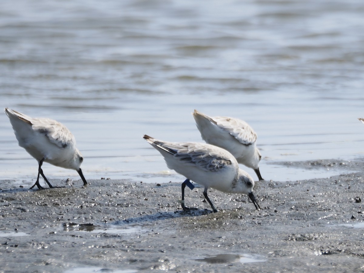 Sanderling - ML642006875