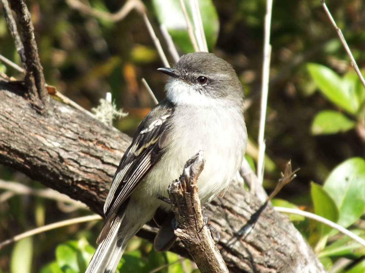 White-throated Tyrannulet - ML642006878