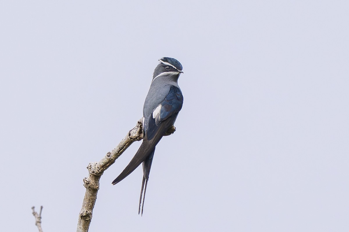 Moustached Treeswift - ML642006879