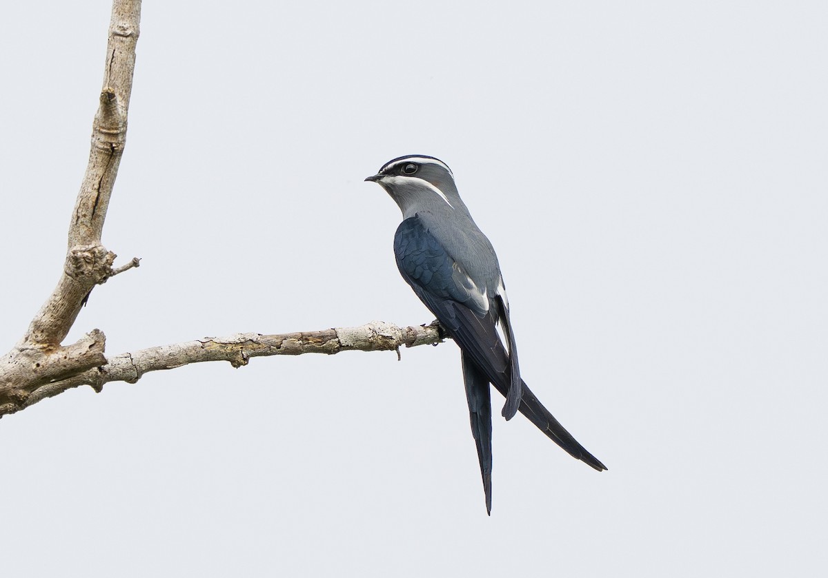 Moustached Treeswift - ML642006880