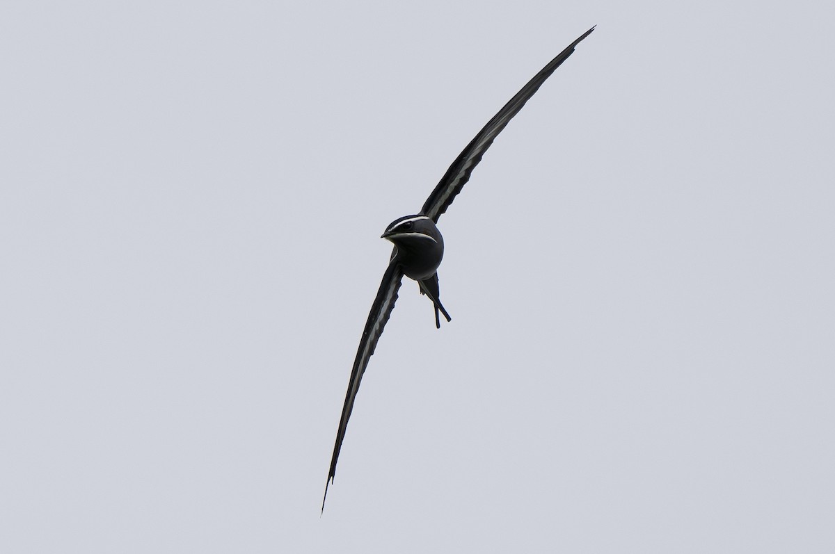 Moustached Treeswift - ML642006881