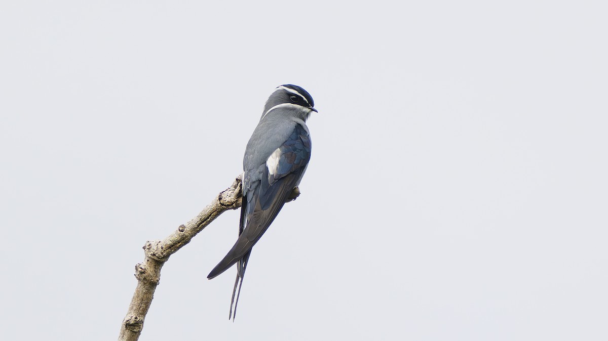 Moustached Treeswift - ML642006883