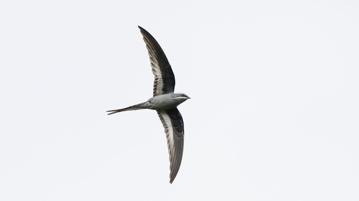 Moustached Treeswift - ML642006884