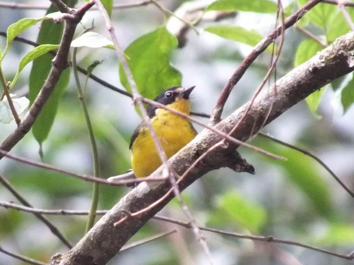 Yellow-crowned Redstart - ML642006896