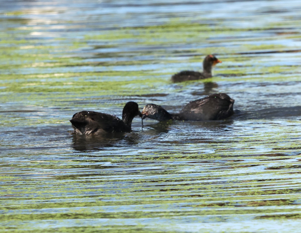Red-knobbed Coot - ML642006900
