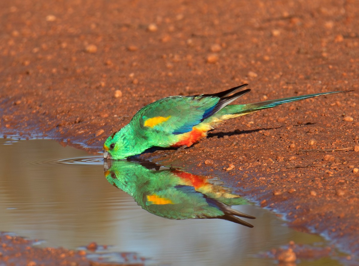 Mulga Parrot - ML642006913