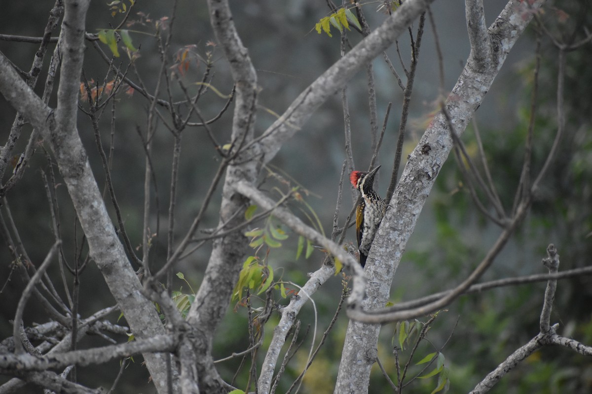 Black-rumped Flameback - ML642006931
