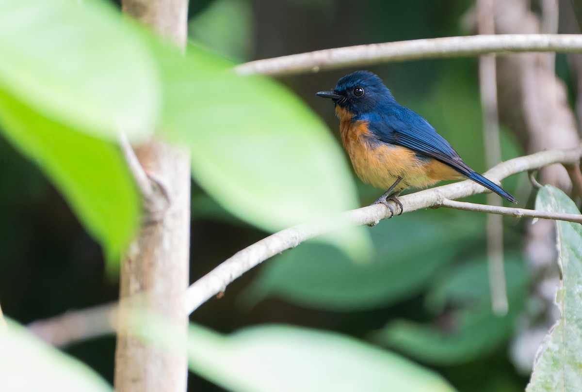 Sulawesi Blue Flycatcher - ML642006934