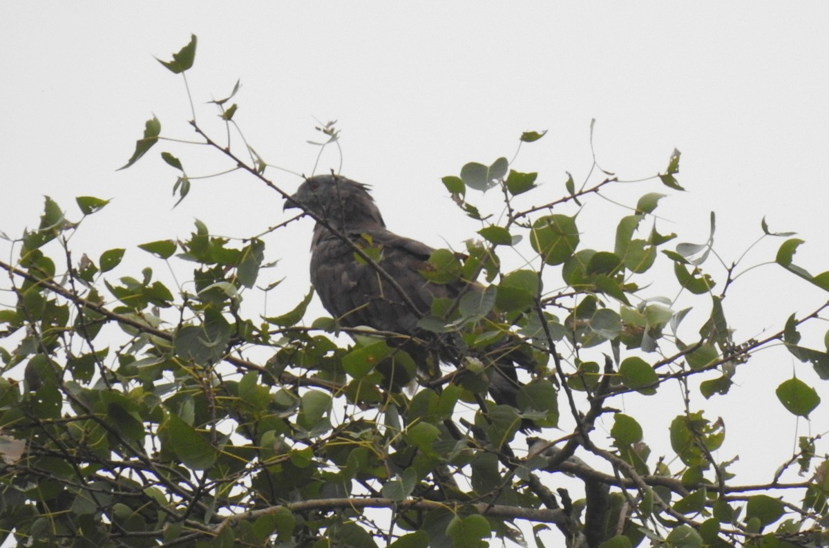 Oriental Honey-buzzard - ML642006935