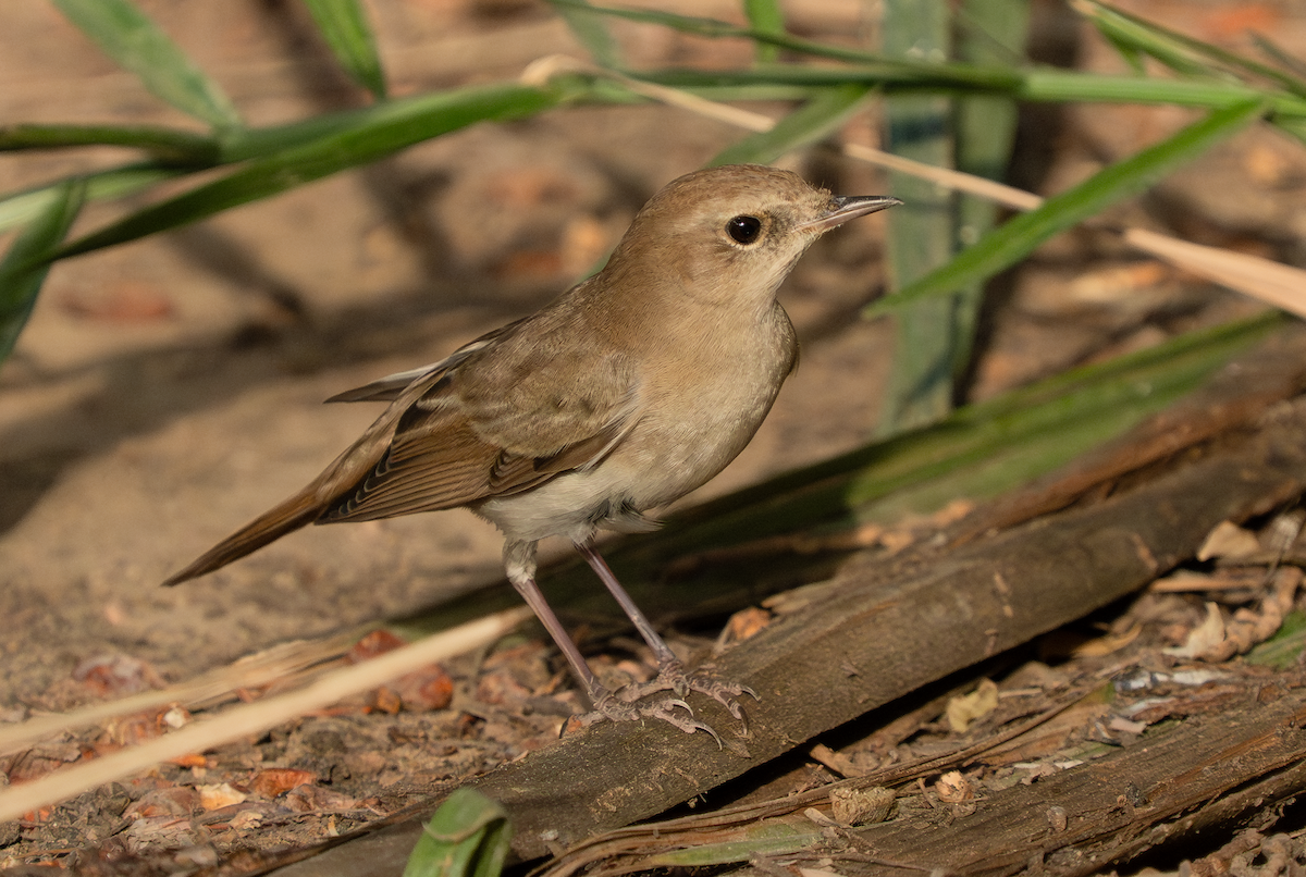 Urretxindor arrunta - ML642006938