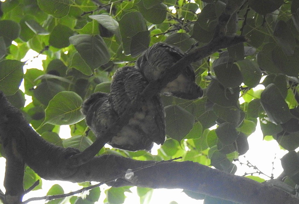 Spotted Owlet - ML642006941