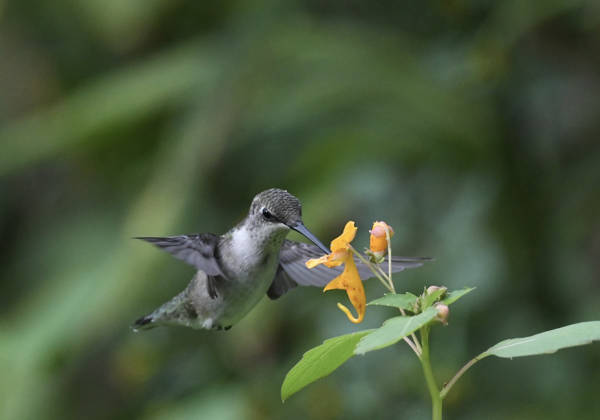 Ruby-throated Hummingbird - ML642006944