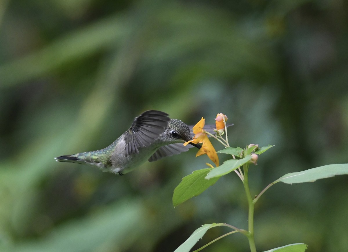 Ruby-throated Hummingbird - ML642006945