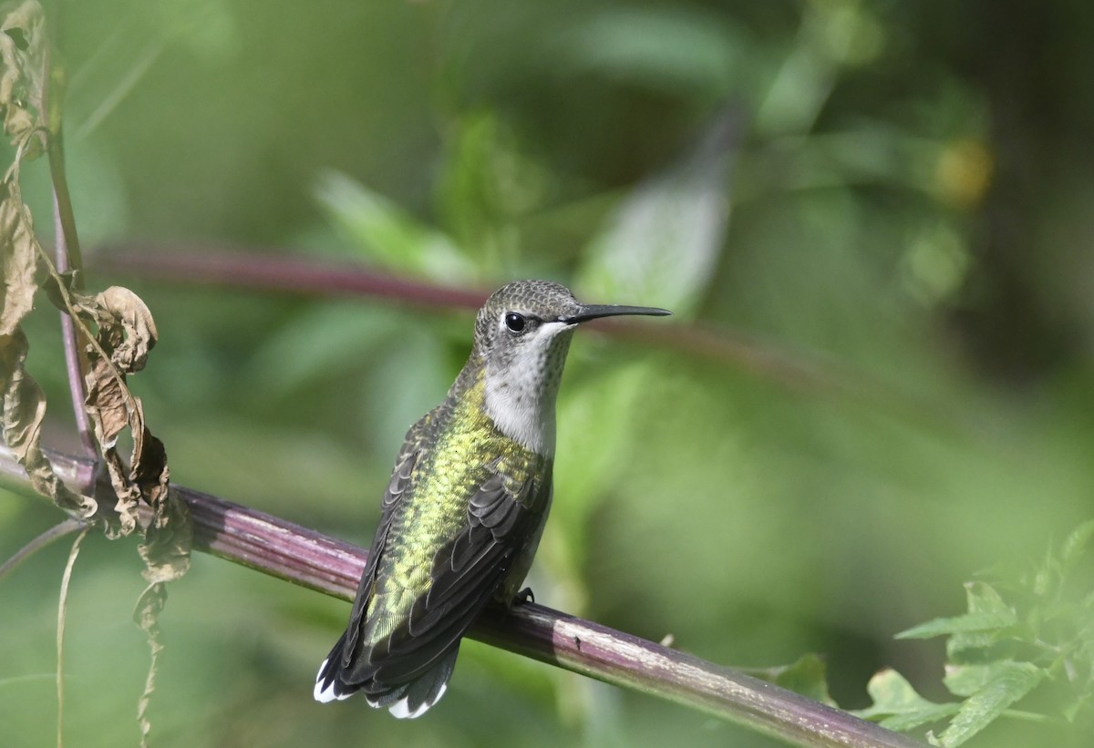Ruby-throated Hummingbird - ML642006946