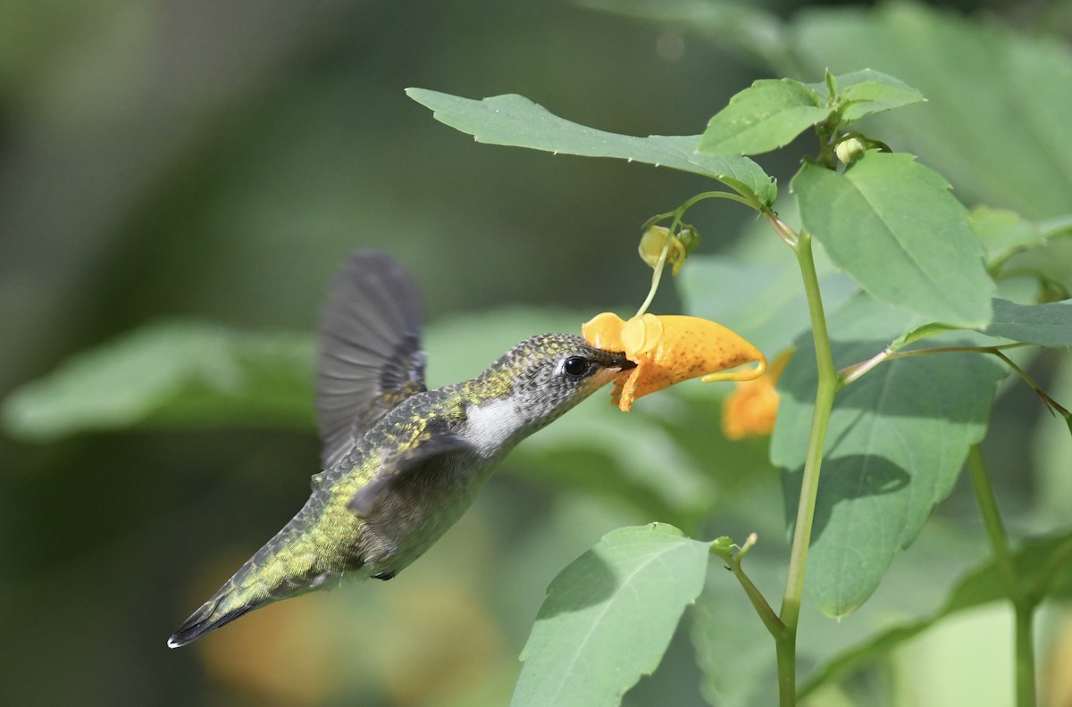 Ruby-throated Hummingbird - ML642006947