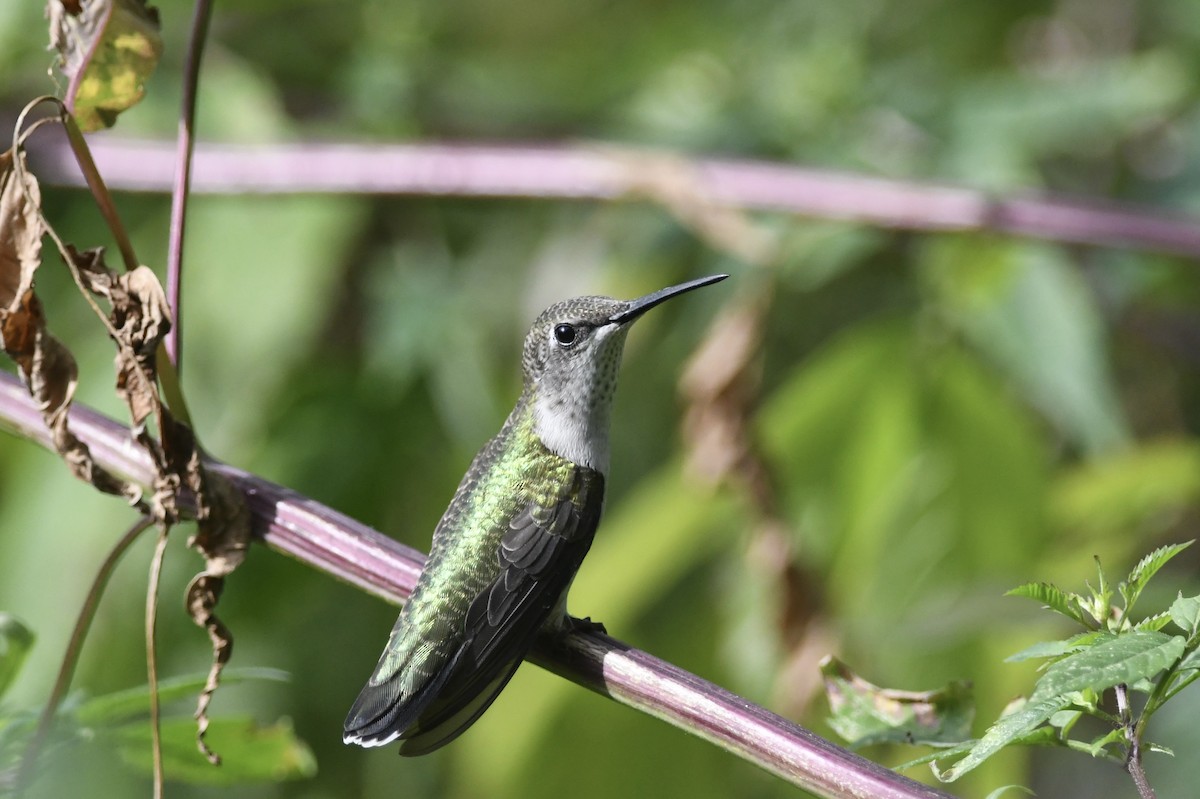 Ruby-throated Hummingbird - ML642006948