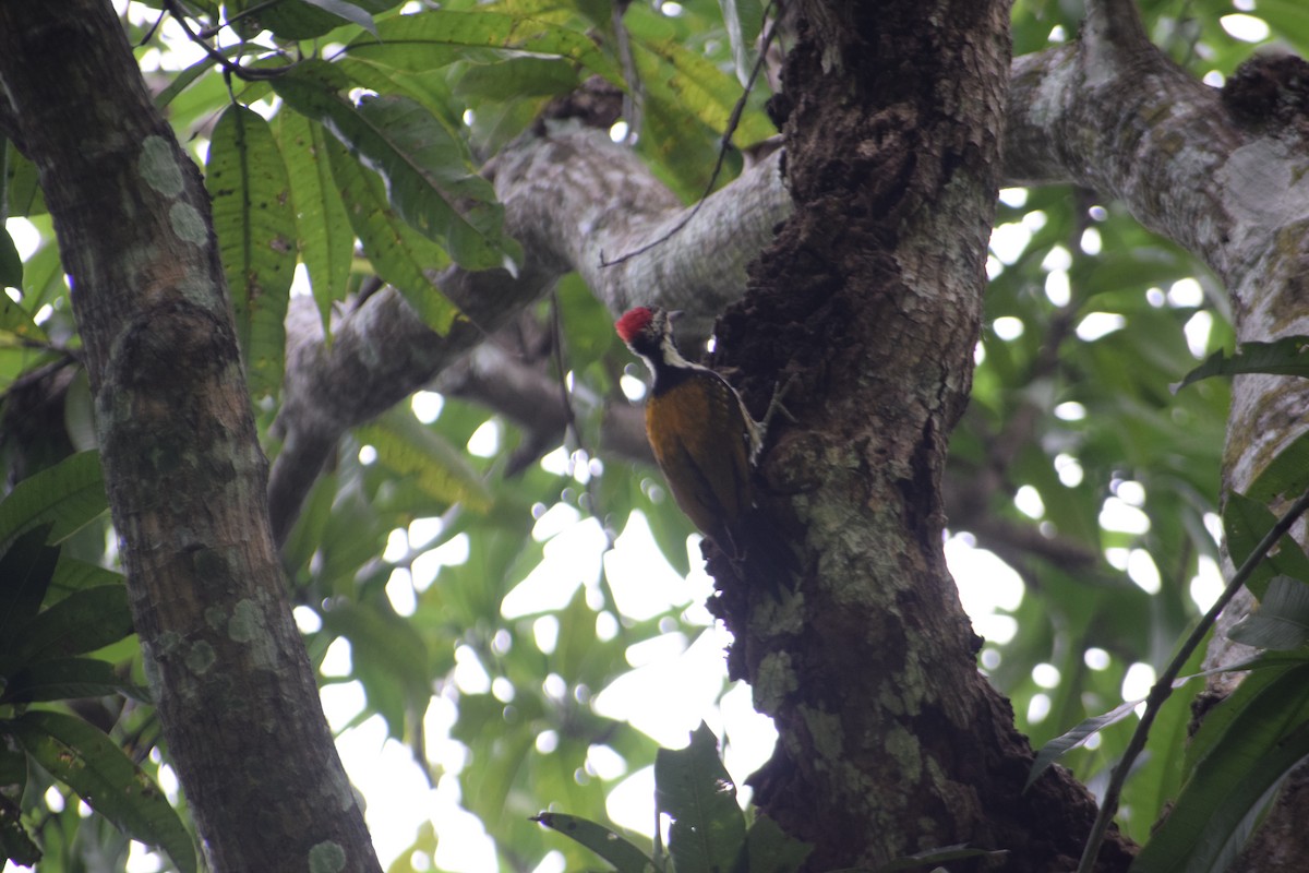 Black-rumped Flameback - ML642006956