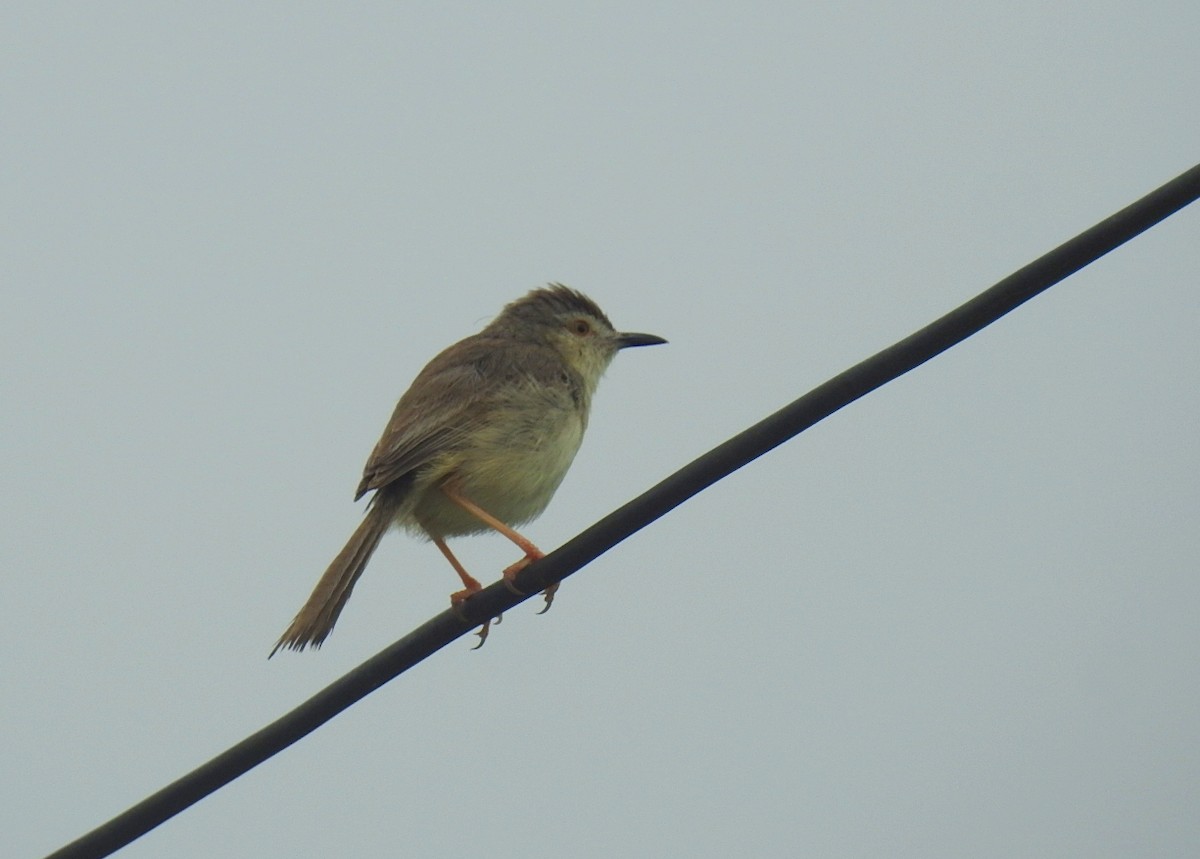 Plain Prinia - ML642006959