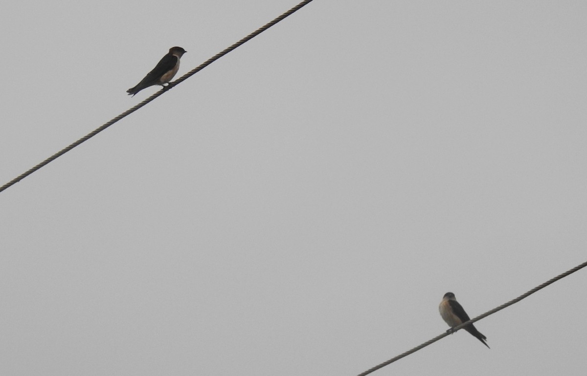 Eastern Red-rumped Swallow - ML642006960