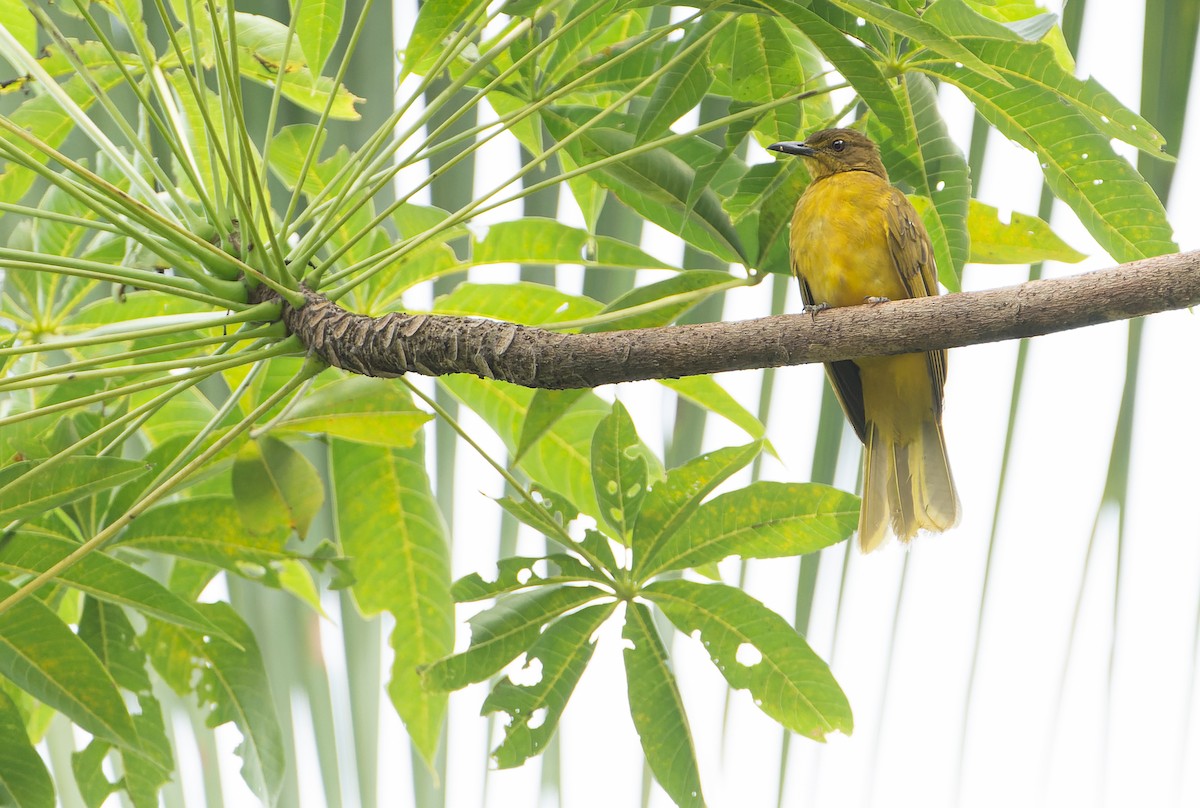 Bulbul de las Togian - ML642006977