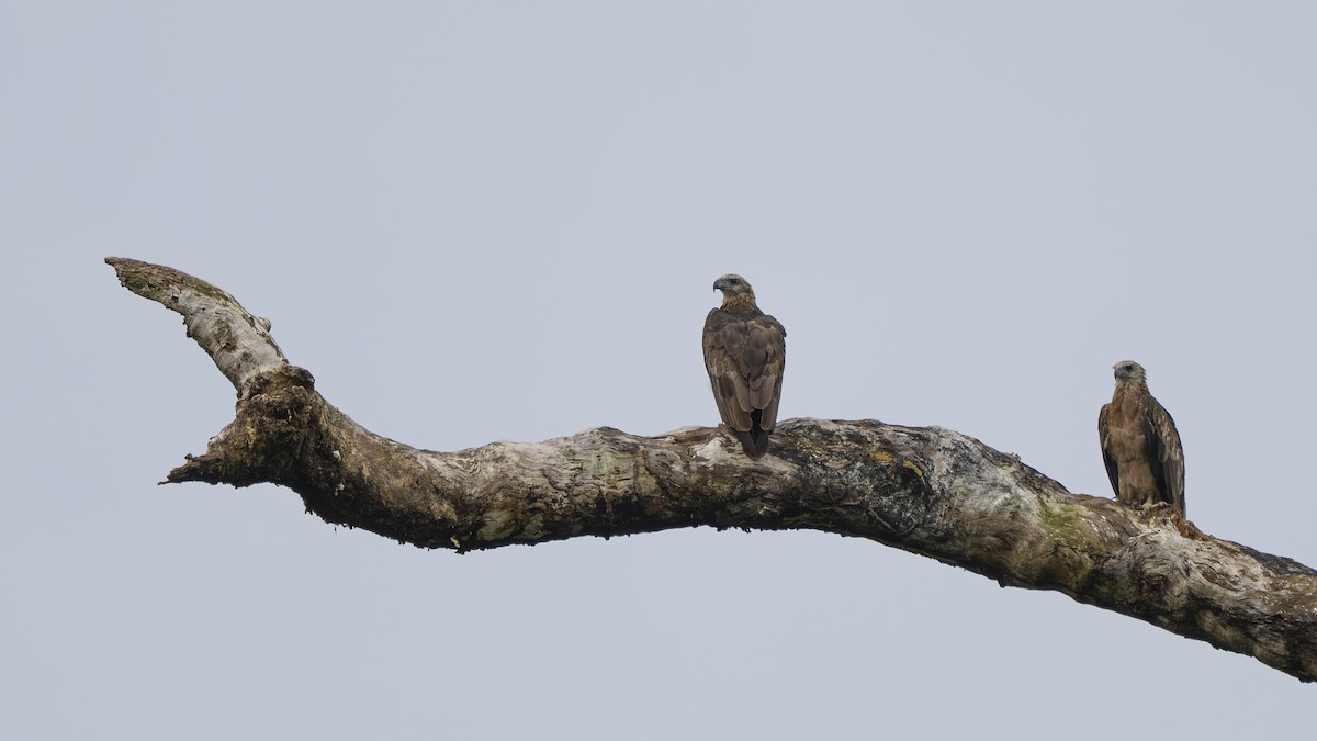 Sanford's Sea-Eagle - ML642006980