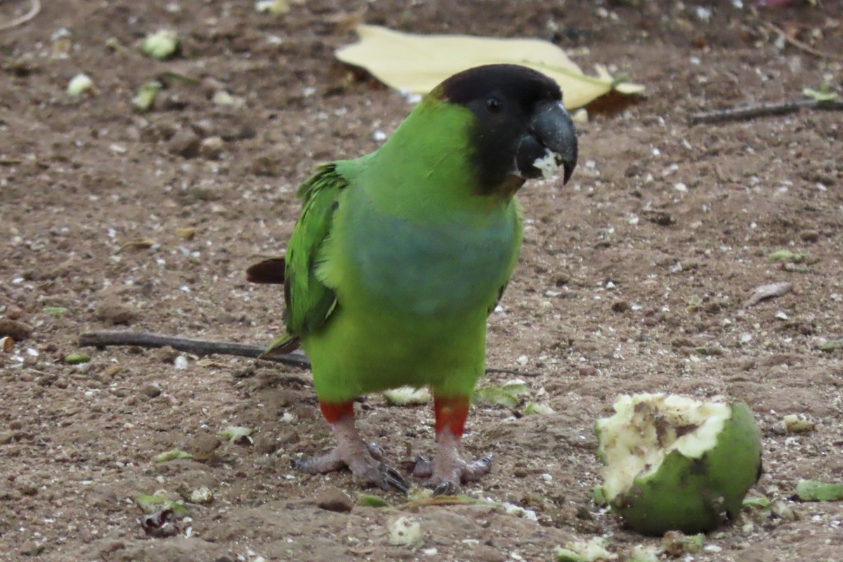 Nanday Parakeet - ML642006981