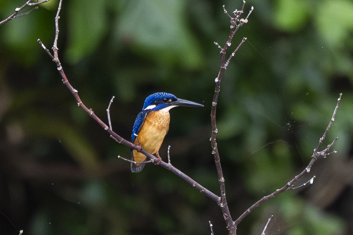翠鳥 - ML642006982