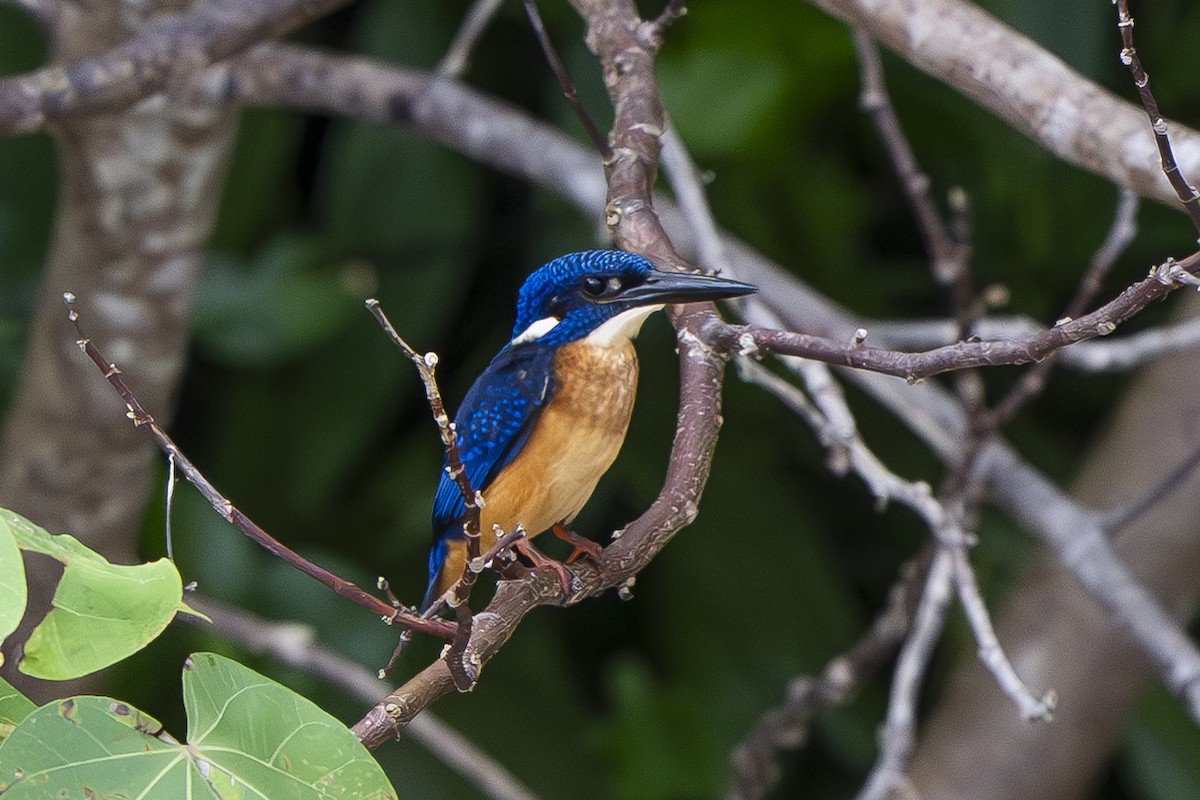 翠鳥 - ML642006983