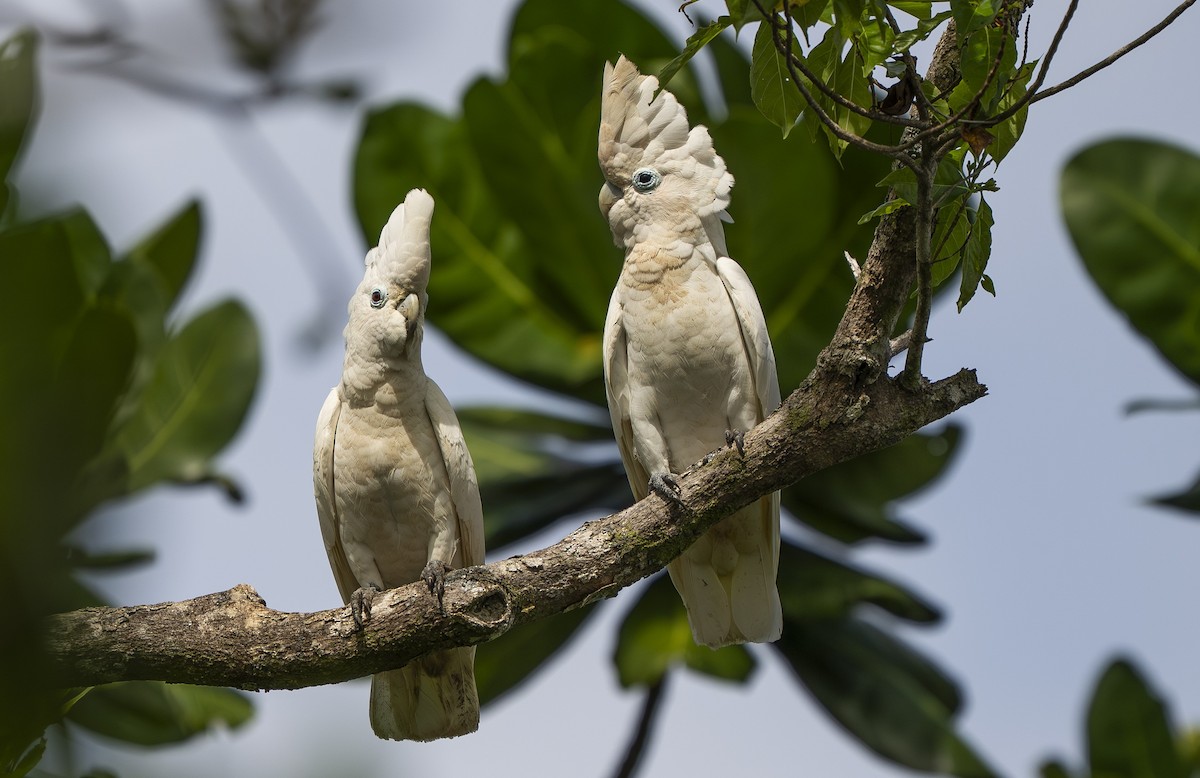 Solomons Corella - ML642006992