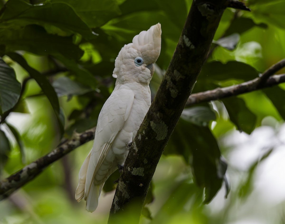 Solomons Corella - ML642006993