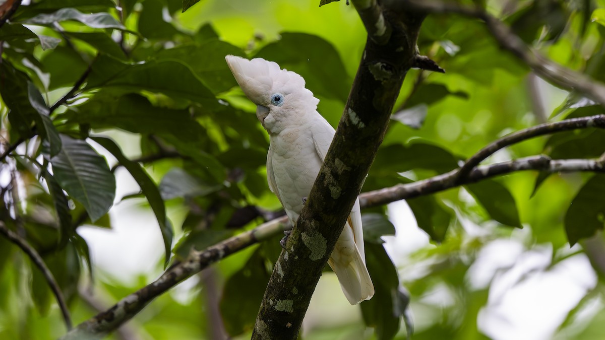 Solomons Corella - ML642006994