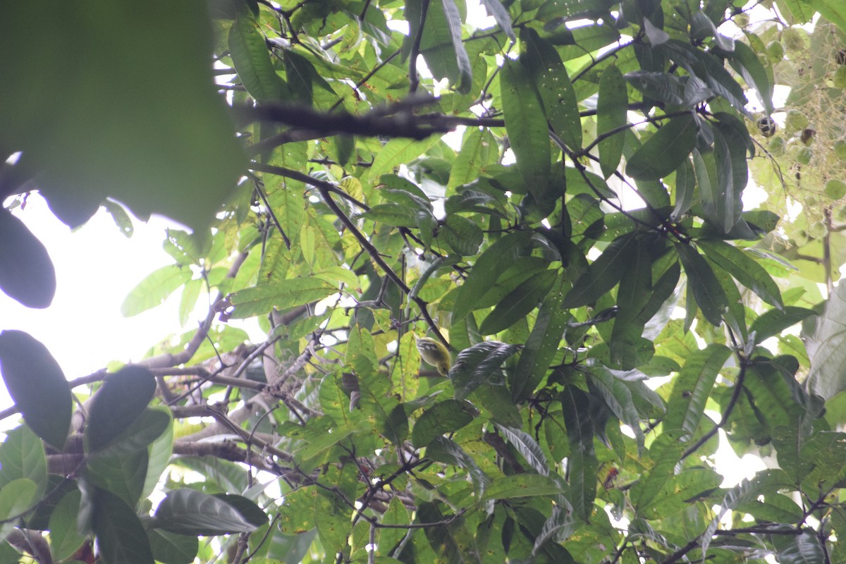 Common Iora - ML642006996