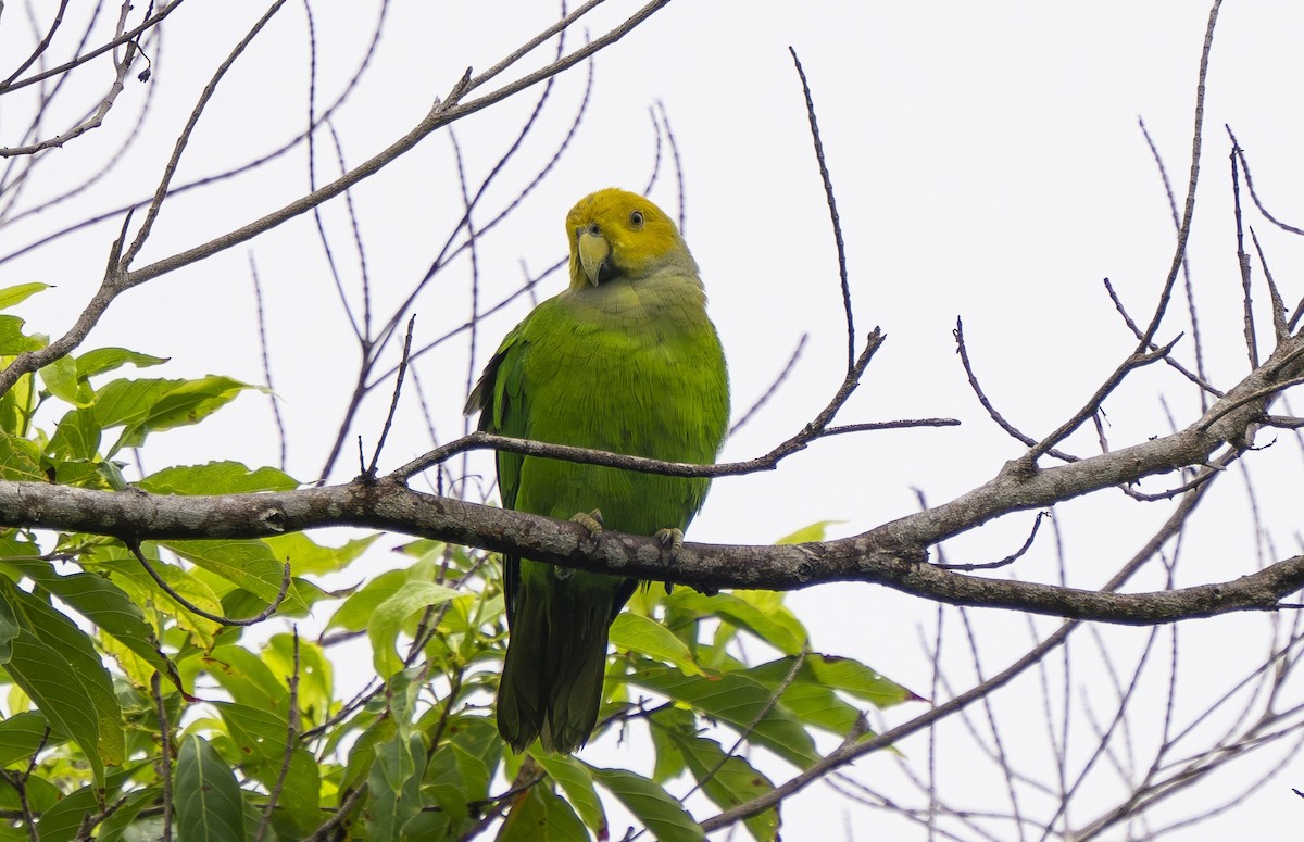 Singing Parrot - ML642006997