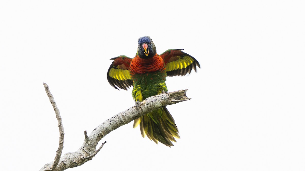 Coconut Lorikeet - ML642007005