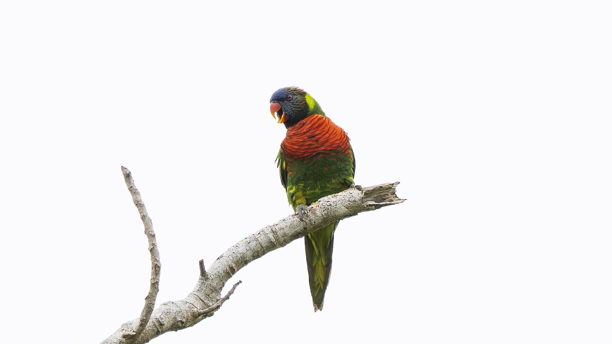 Coconut Lorikeet - ML642007006