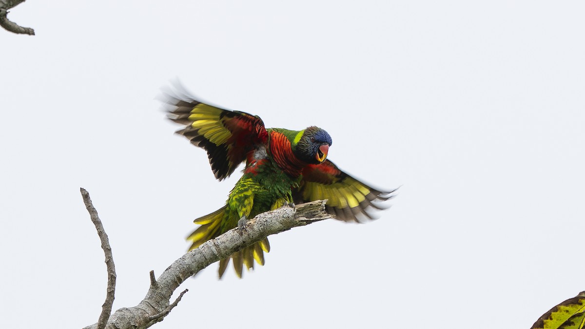 Coconut Lorikeet - ML642007008