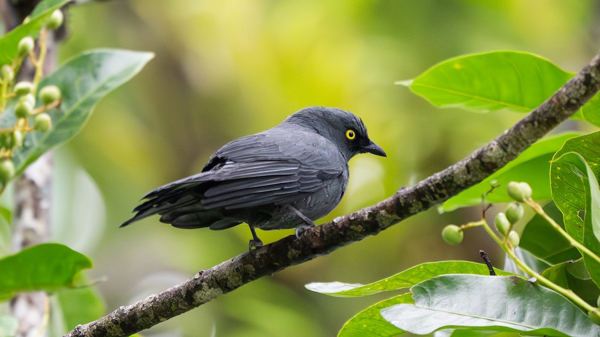 Barred Cuckooshrike - ML642007012