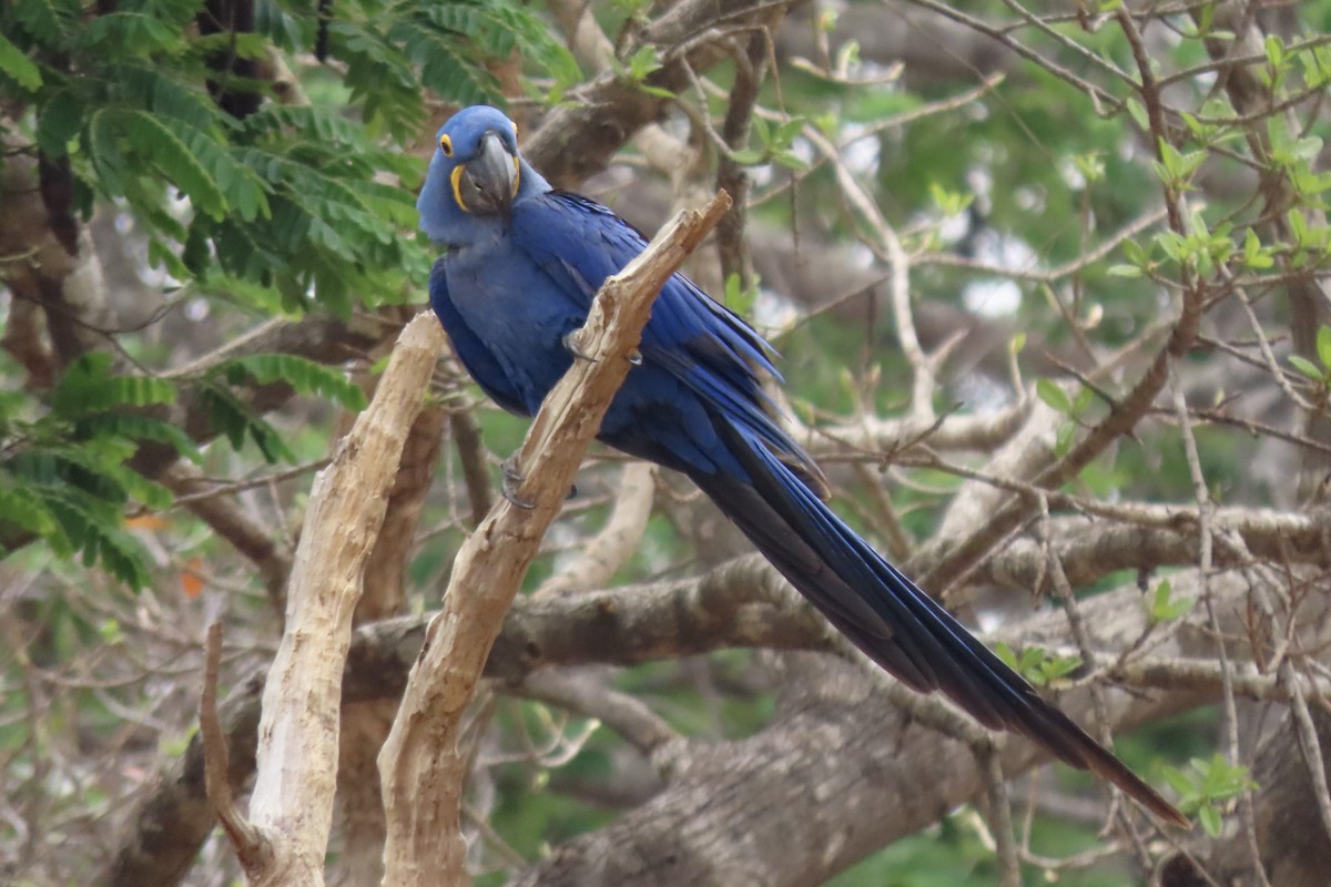 Hyacinth Macaw - ML642007013