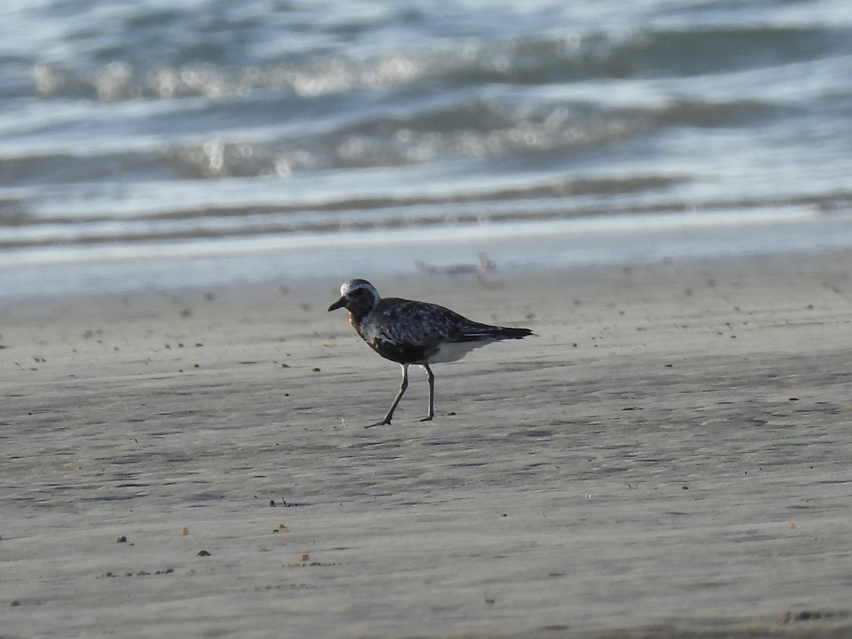 Black-bellied Plover - ML642007014